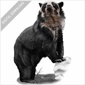 Spectacled Bear stock image