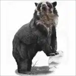 Spectacled Bear illustration