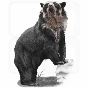 Spectacled Bear illustration