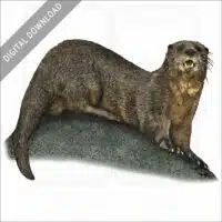 Spotted-necked Otter stock image