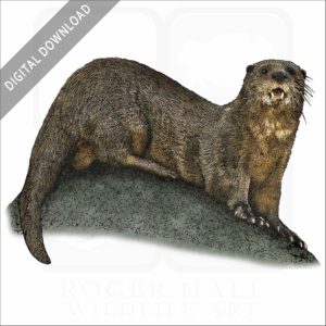 Spotted-necked Otter stock image