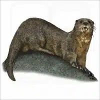 Spotted-necked Otter illustration