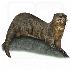 Spotted-necked Otter illustration