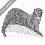 Spotted-necked Otter