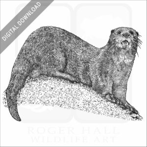 Spotted-necked Otter