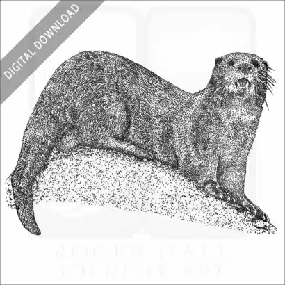Spotted-necked Otter