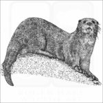 Spotted-necked Otter