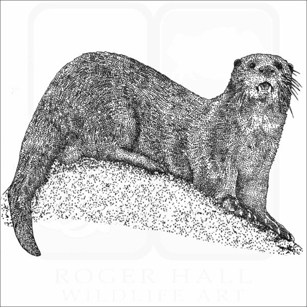 Spotted-necked Otter