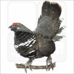 Spruce Grouse illustration