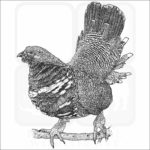 Spruce Grouse