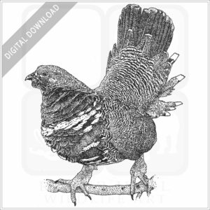 Spruce Grouse