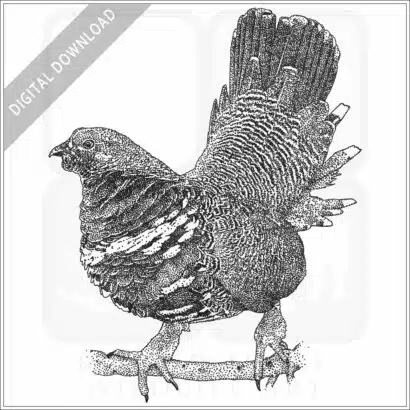 Spruce Grouse