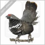 Spruce Grouse stock image