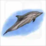 Striped Dolphin illustration