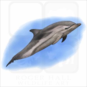 Striped Dolphin illustration