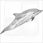 Striped Dolphin