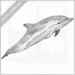 Striped Dolphin