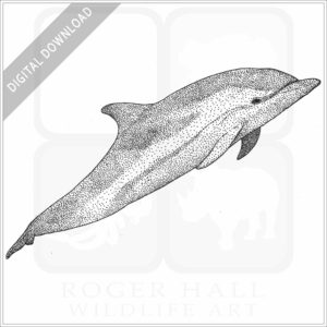 Striped Dolphin
