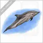 Striped Dolphin stock image