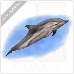 Striped Dolphin stock image
