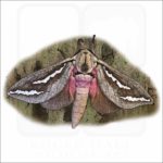 Swift Moth illustration