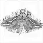Swift Moth
