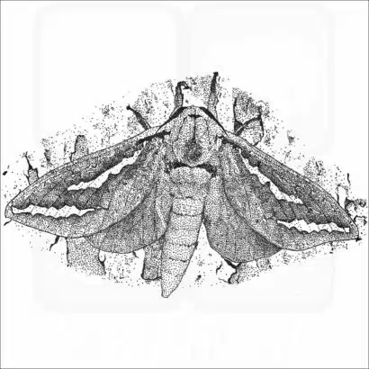 Swift Moth