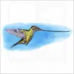Sword-billed Hummingbird illustration