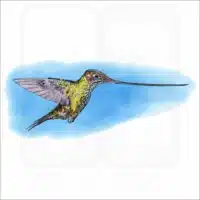Sword-billed Hummingbird illustration