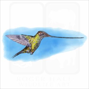 Sword-billed Hummingbird illustration