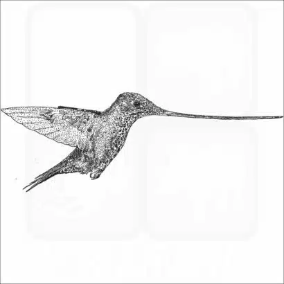 Sword-billed Hummingbird