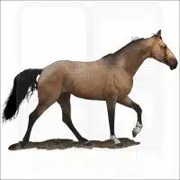 Tennessee Walking Horse illustration