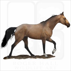 Tennessee Walking Horse illustration