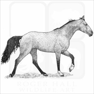 Tennessee Walking Horse