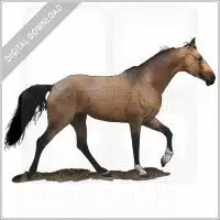 Tennessee Walking Horse stock image