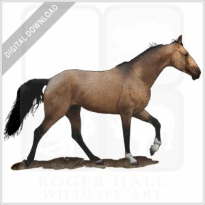 Tennessee Walking Horse stock image