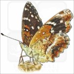 Texas Crescent Butterfly illustration