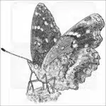 Texas Crescent Butterfly