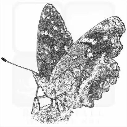 Texas Crescent Butterfly
