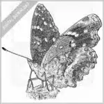 Texas Crescent Butterfly