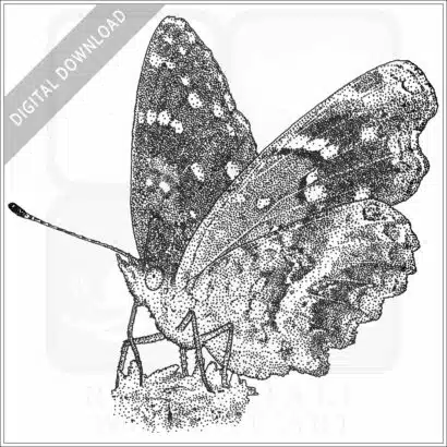 Texas Crescent Butterfly