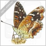 Texas Crescent Butterfly stock image