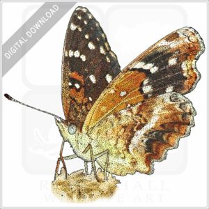 Texas Crescent Butterfly stock image