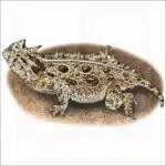 Texas Horned Lizard illustration