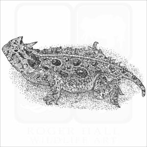 Texas Horned Lizard black and white drawing