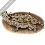 Texas Horned Lizard stock image