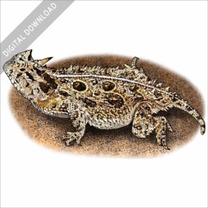 Texas Horned Lizard stock image