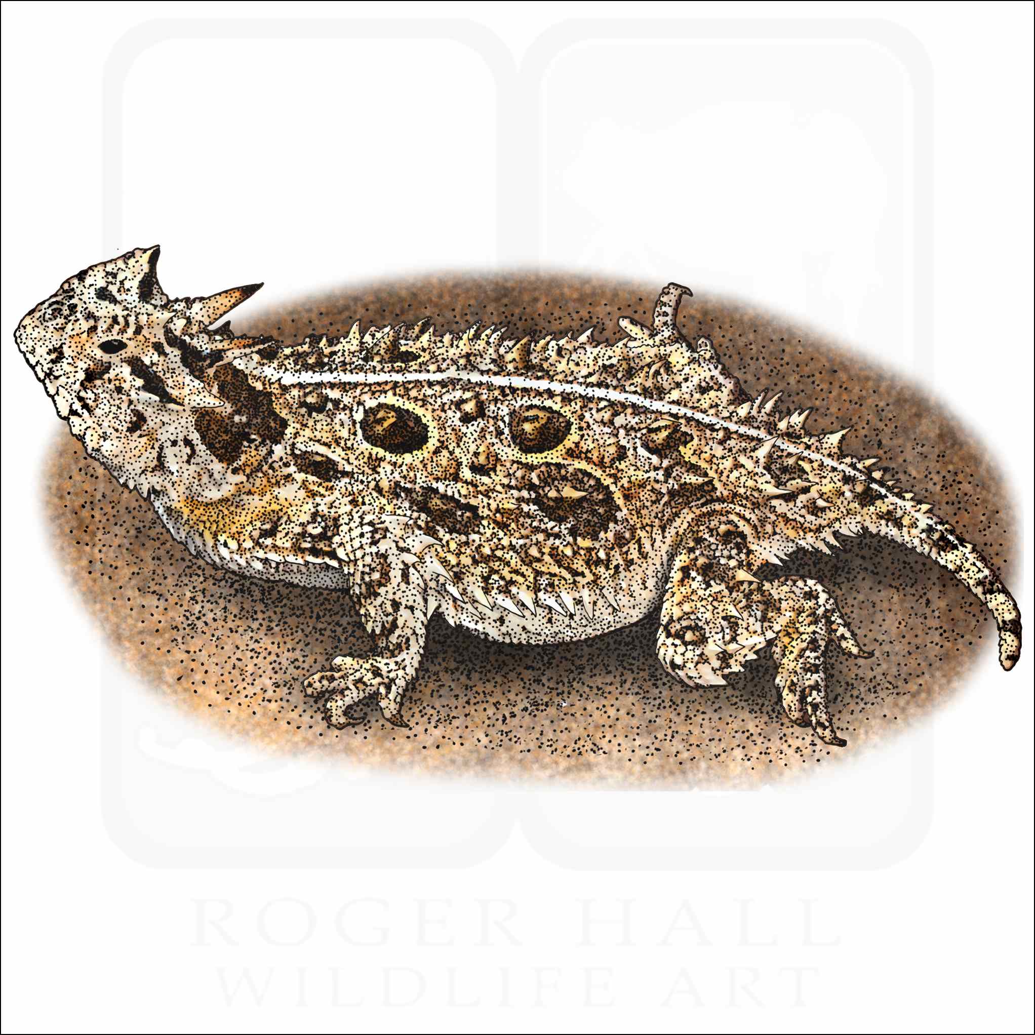 Texas Horned Lizard Texas Horned Lizard illustration