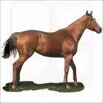 Thoroughbred Horse illustration