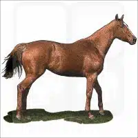 Thoroughbred Horse illustration